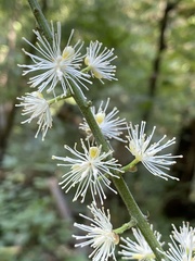 Actaea racemosa