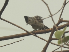 Thamnophilus doliatus