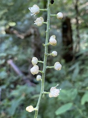 Actaea racemosa