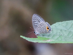 Jamides alecto ageladas