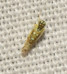 Eupteryx andalusiaca