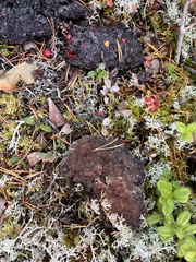 Hydnellum peckii