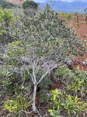 Acridocarpus austrocaledonicus