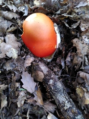 Amanita caesarea