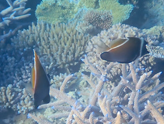 Heniochus varius