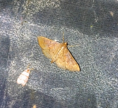 Herpetogramma phaeopteralis