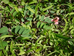 Indigofera hendecaphylla