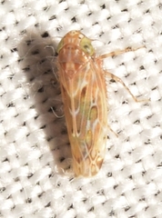 Euscelidius variegatus