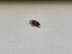 Habronattus coecatus