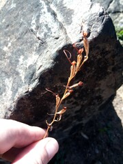 Disa salteri