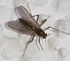 Chironomidae
