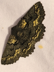 Melanodes anthracitaria