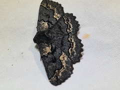 Melanodes anthracitaria