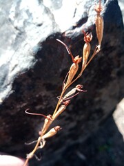 Disa salteri