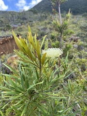 Grevillea exul
