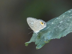 Jamides alecto ageladas