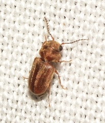 Xyletinus bucephalus