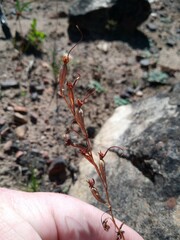 Disa salteri