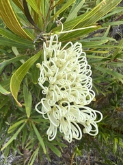 Grevillea exul