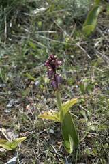 Himantoglossum robertianum
