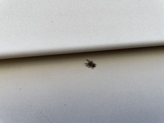 Habronattus coecatus