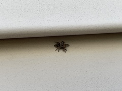 Habronattus coecatus