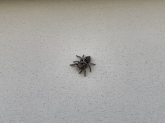 Habronattus coecatus