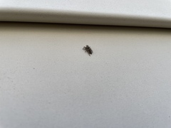 Habronattus coecatus