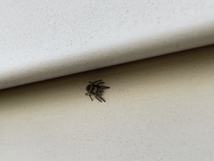 Habronattus coecatus