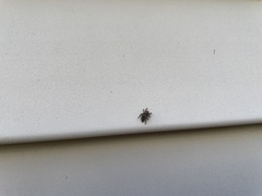 Habronattus coecatus