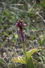 Himantoglossum robertianum