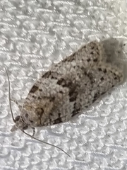 Isotenes miserana