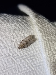 Isotenes miserana
