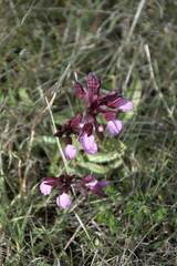 Anacamptis papilionacea