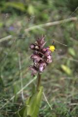 Himantoglossum robertianum