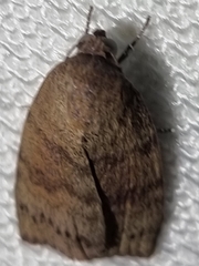 Austrocarea iocephala