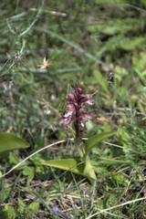 Himantoglossum robertianum