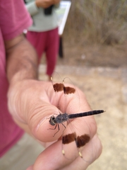 Brachythemis impartita