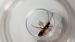 Degithina sollicitoria