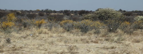 Image of Rhigozum brevispinosum by (c) Tony Rebelo, some rights reserved (CC BY-SA)
