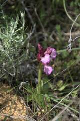 Anacamptis papilionacea