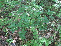 Rhododendron mucronulatum