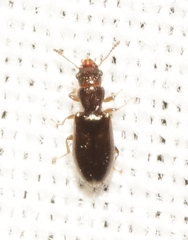 Salpingidae