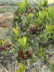 Peripterygia marginata