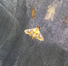 Aetholix flavibasalis