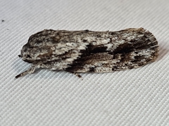 Agriophara confertella