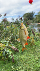 Scardinius erythrophthalmus