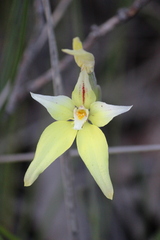 Caladenia flava flava