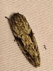 Agriophara confertella