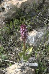 Himantoglossum robertianum